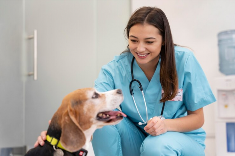 Ortopedista Canino: Cuide da Saúde do Seu Pet