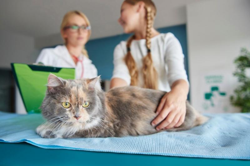 Fisioterapia para Gatos: Benefícios e Técnicas Essenciais para a Saúde do Seu Pet