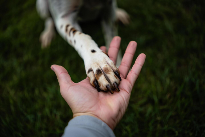 Fisioterapia para Cachorro Preço e Benefícios Fisioterapia para Cachorro Preço e Benefícios