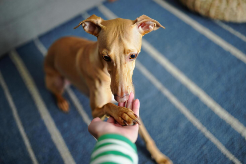 Fisioterapia para Cães: Como Ajudar Seu Melhor Amigo Fisioterapia para Cães: Como Ajudar Seu Melhor Amigo