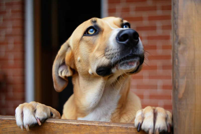 Oftalmologista de cachorro: O melhor profissional para a saúde ocular do seu pet Oftalmologista de cachorro: O melhor profissional para a saúde ocular do seu pet