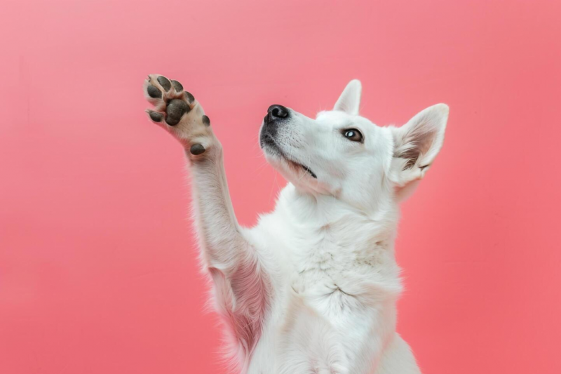 Ortopedista Pet: Cuidados Essenciais para a Saúde do Seu Animal Ortopedista Pet: Cuidados Essenciais para a Saúde do Seu Animal