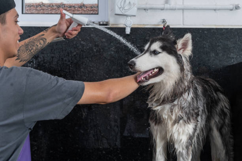 Banho e Tosa Cachorro Bravo Preço Camacari - Banho e Tosa Higiênica para Cachorro