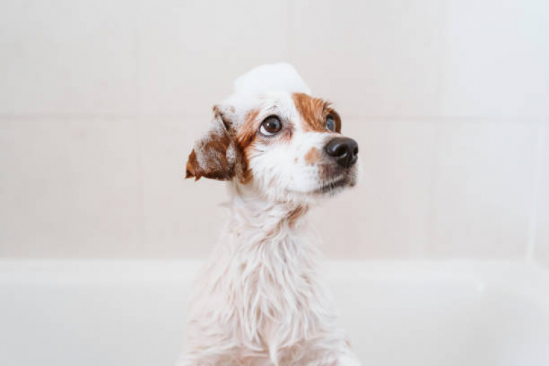 Banho e Tosa Cachorro Bravo Camaçari - Banho e Tosa Higiênica para Cachorro