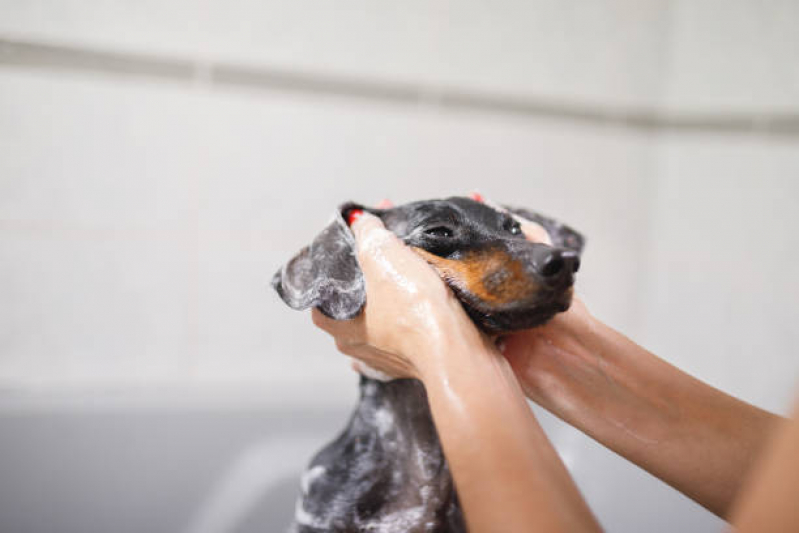 Banho e Tosa Cachorro Grande Preço Itinga Caji - Banho e Tosa em Cães