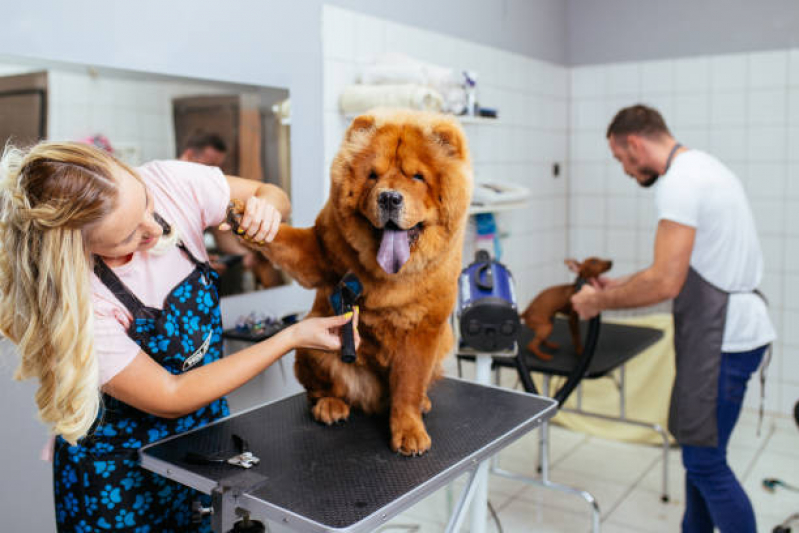 Banho e Tosa Canina Valor Machadinho - Banho e Tosa de Cachorro