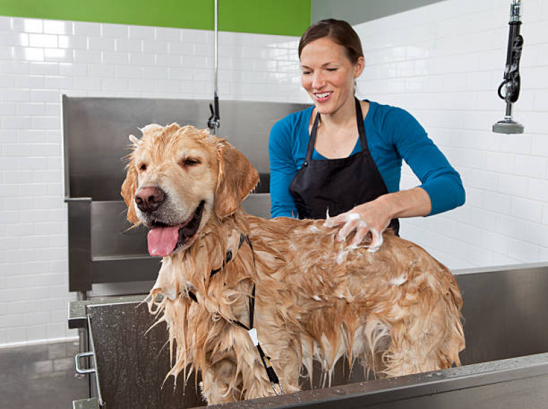Banho e Tosa de Cachorro Caminho Árvores - Banho e Tosa Higiênica para Cachorro