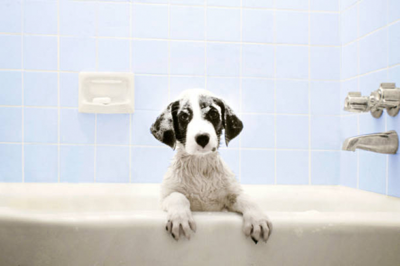 Banho e Tosa em Cães Preço Machadinho - Banho e Tosa Cachorro Pequeno
