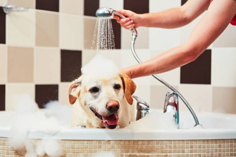 Banho e Tosa em Cães Valor Vilas - Banho e Tosa em Cachorro