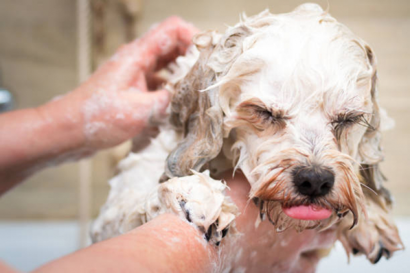 Banho e Tosa em Cães Vilas Atlântico - Banho e Tosa Higiênica para Cachorro