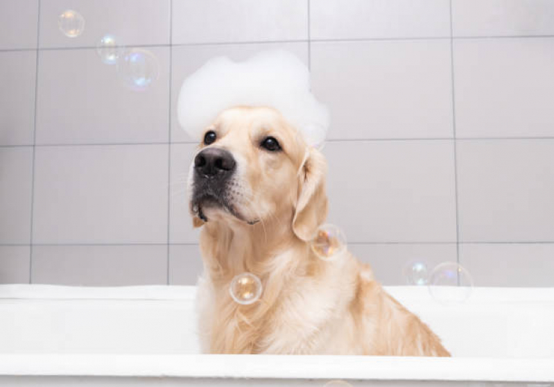 Banho e Tosa em Gatos Barro Duro - Banho e Tosa Higiênica para Cachorro