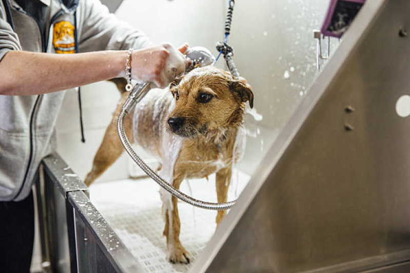 Banho e Tosa Higiênica para Cachorro Preço Gleba B - Banho e Tosa em Cachorro