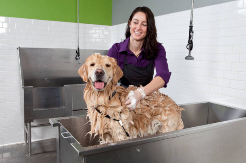 Banho e Tosa Higiênica para Cachorro Valor Caji -vida Nova - Banho e Tosa Cachorro Pequeno