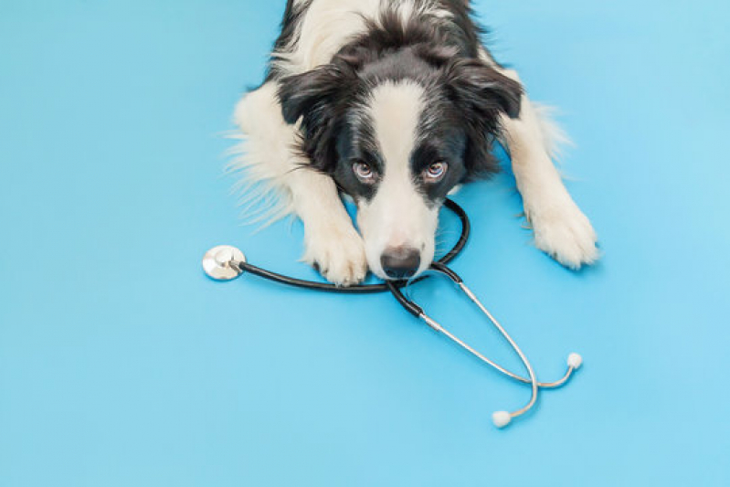 Cardiologia para Cachorro Contato Estrada da Praia - Cardiologista para Cachorro