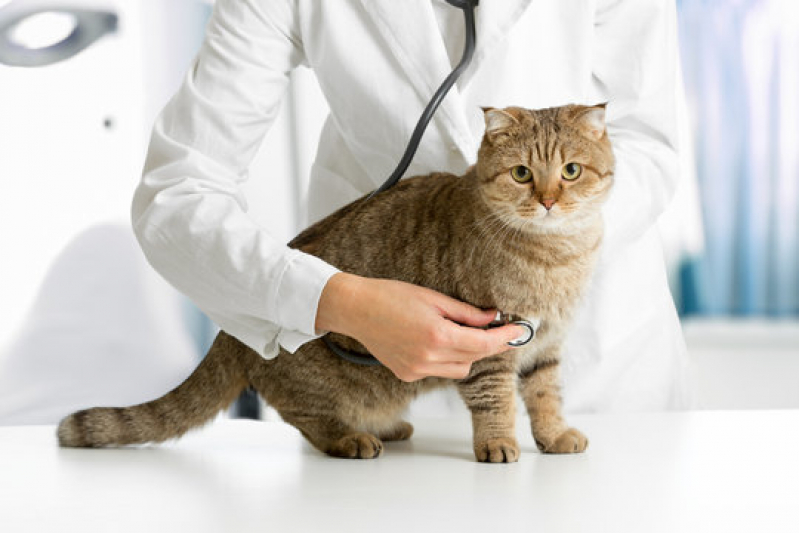 Cardiologia para Gatos Telefone Barro Duro - Cardiologista para Pet