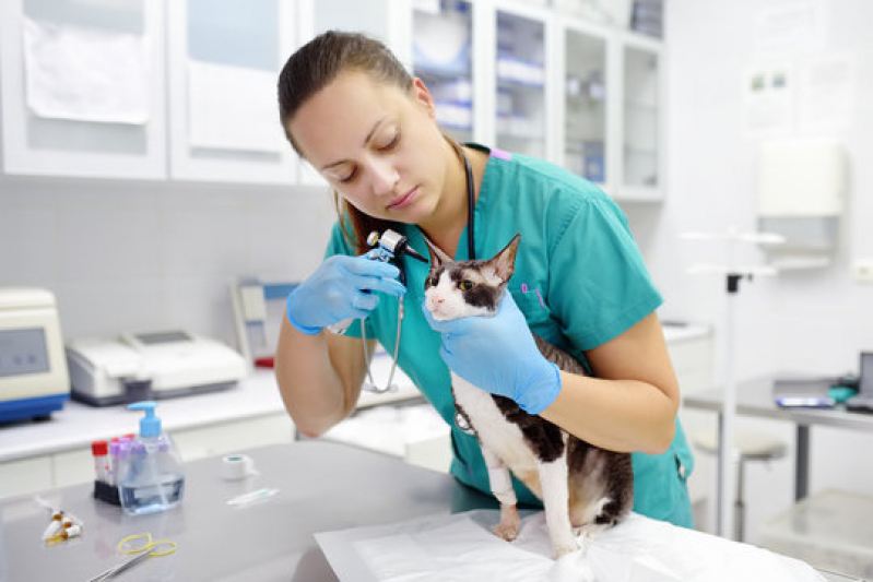 Cardiologia para Pet Contato Phoc II - Cardiologista para Animais Domestico
