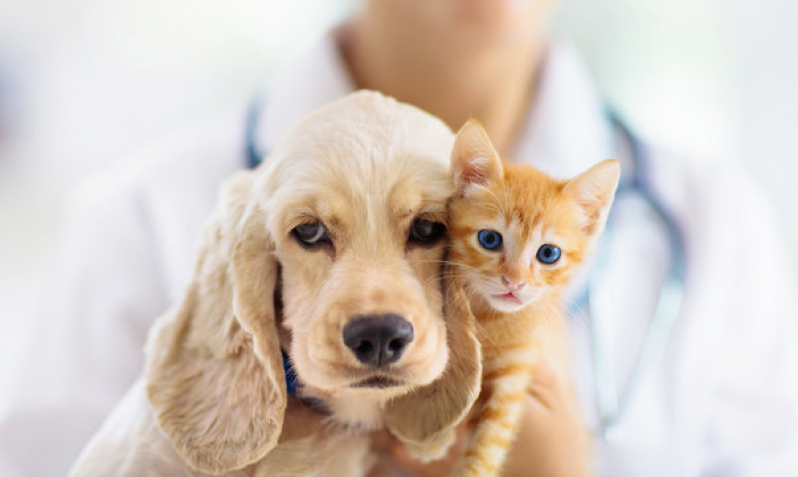 Cardiologia para Pet Caminho Árvores - Cardiologia para Pet