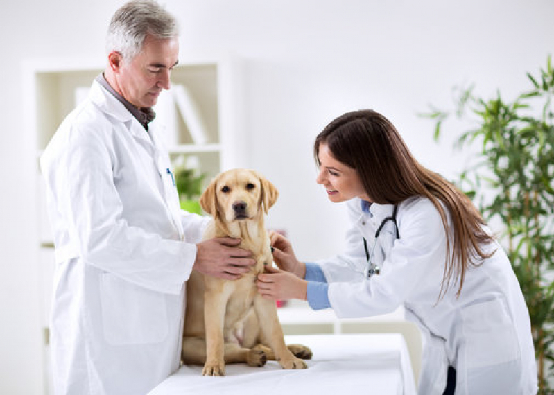 Cardiologia para Pets Telefone Jardim Talismã - Cardiologista para Animais Domestico