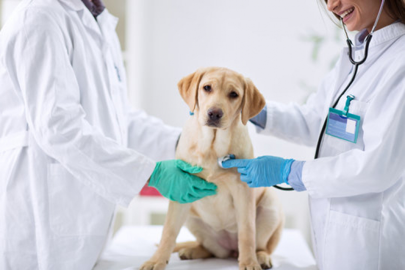 Cardiologista de Cães Telefone Gleba E - Cardiologista para Cachorros