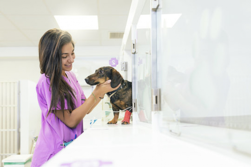 Cardiologista para Animais Domestico Contato Lauro de Freitas - Cardiologista para Pet Cães