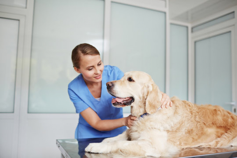Cardiologista para Animais Domestico Verde Horizonte - Cardiologista para Pet Cães