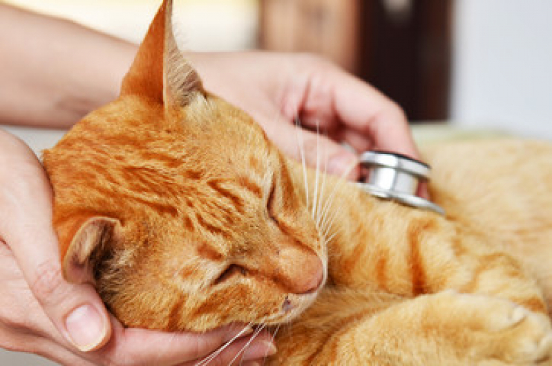 Cardiologista para Cachorros e Gatos Ficam II - Cardiologista para Animais