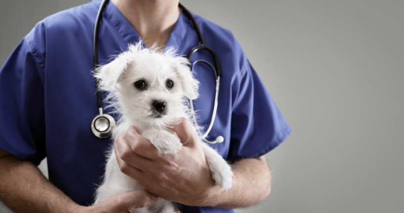 Cardiologista para Pet Cães Telefone Phoc II - Cardiologia para Pets