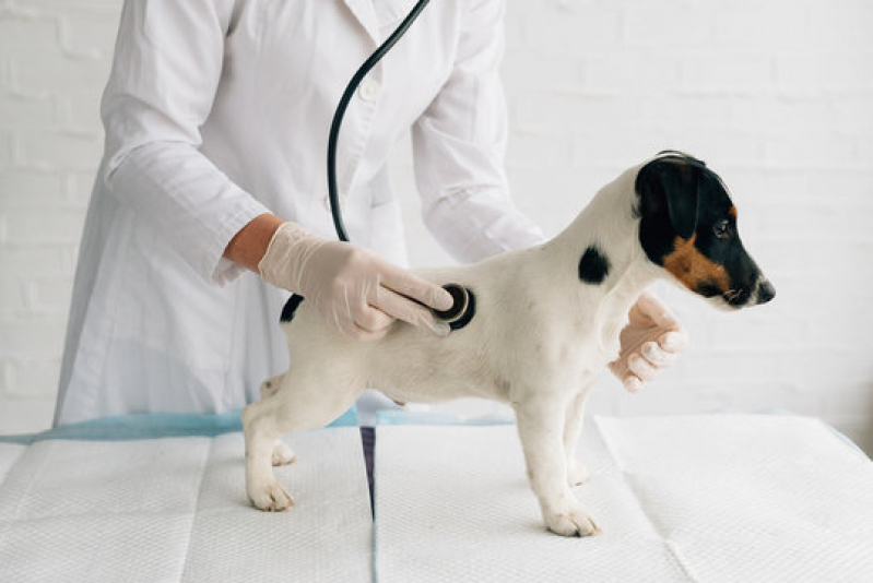 Cardiologista Pet Contato Centro - Cardiologista para Cachorros e Gatos