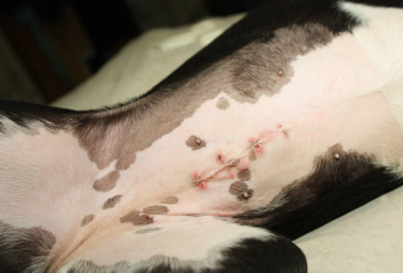 Castração de Cachorro Marcar Nova Vitoria - Castração de Cães