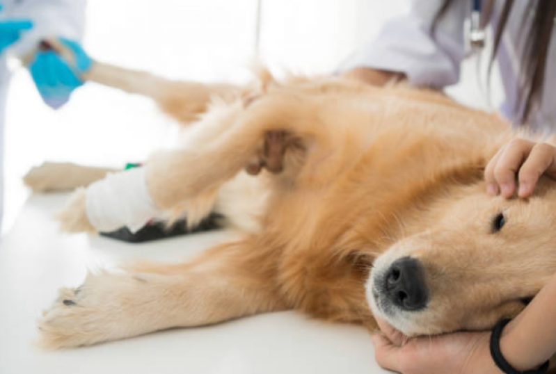Castração de Pet Onde Faz Novo Horizonte - Castração Canina