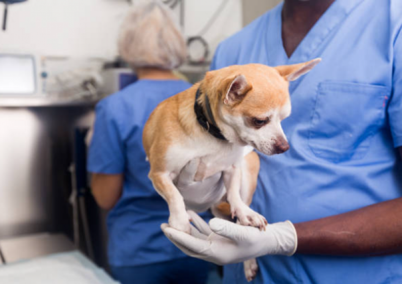 Castração em Cachorro Agendar Lauro de Freitas - Castração de Pet
