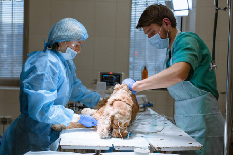 Cirurgia Animal Marcar Pintangueiras - Cirurgia Veterinária Emergência 24h