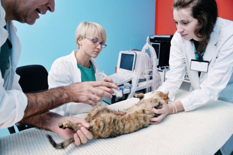 Cirurgia Animal Arembepe - Cirurgia em Animais