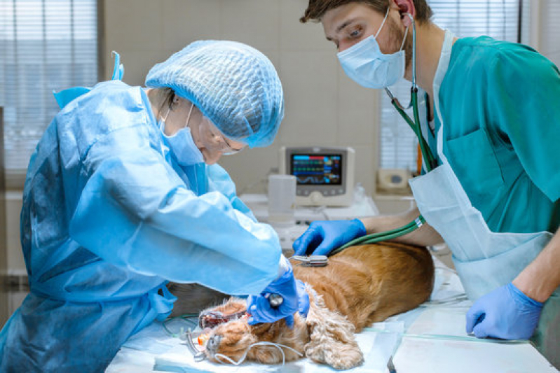 Cirurgia de Castração de Cachorro Marcar Jockey Club - Cirurgia de Castração de Cachorro