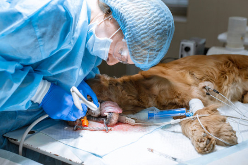 Cirurgia de Castração de Cachorro Estrada O Cococ - Cirurgia Ortopédica Veterinária