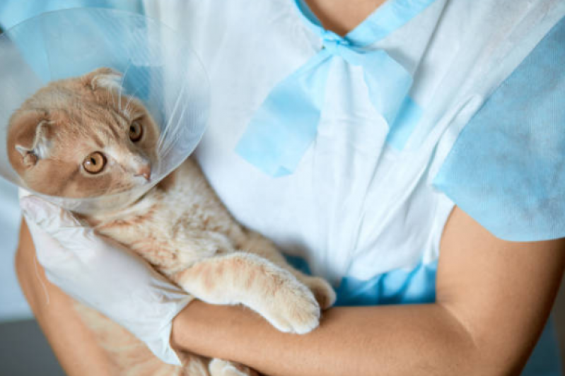 Cirurgia de Castração de Gata Fêmea Pitagueiras - Castração em Gatos