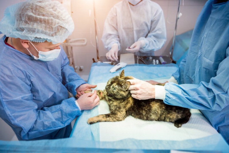 Cirurgia em Animais de Pequeno Porte Marcar Santo Amaro de Ipitanga - Cirurgia Animal