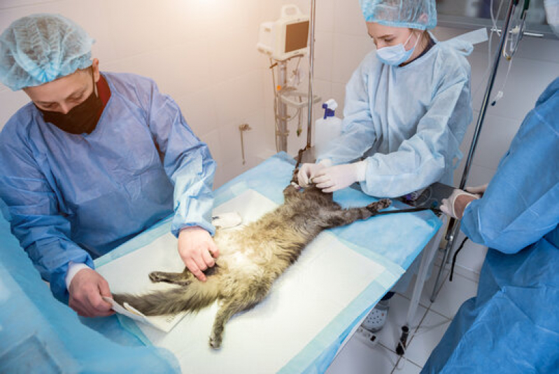 Cirurgia em Animais de Pequeno Porte Bosque dos Quiosques - Cirurgia Veterinária Castração Gatos