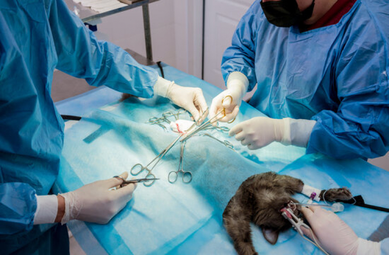 Cirurgia em Animais Areias - Cirurgia de Castração de Cachorro
