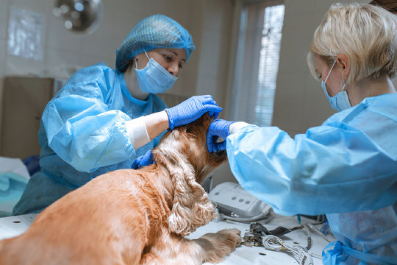 Cirurgia Ortopédica em Cachorro Estrada O Cococ - Cirurgia de Castração de Cachorro