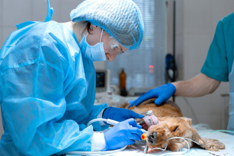 Cirurgia Ortopédica em Cães Agendar Simões Filho - Cirurgia de Castração de Cachorro