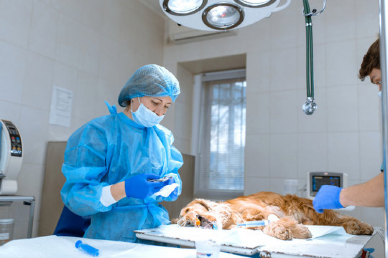 Cirurgia Ortopédica Veterinária Agendar Alphaville - Cirurgia em Animais Lauro de Freitas