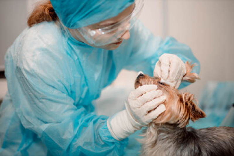Cirurgia Veterinária Emergência 24h Marcar Capelão Areia Branca - Cirurgia para Castrar Cachorro