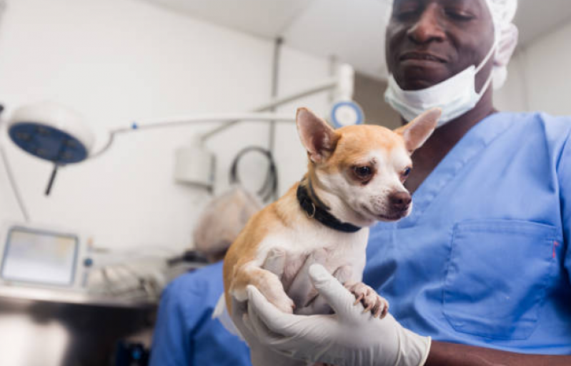 Clínica Especializada em Castração de Animais Caji Vida Nova - Castração Canina