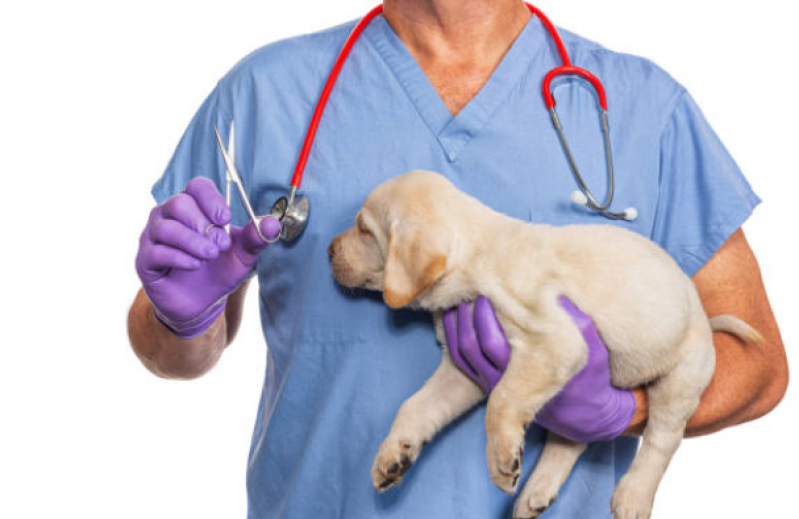 Clínica Especializada em Castração de Pet Vilas - Castração de Animais