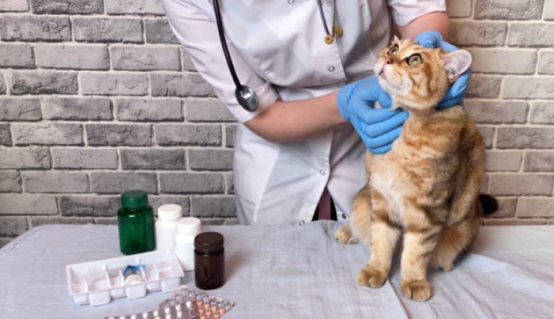 Clínica Especializada em Fisioterapia em Gato Pitagueiras - Fisioterapia para Gatos com Problema Renal