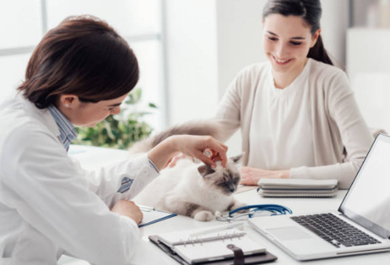 Clínica Especializada em Fisioterapia Gato Itinga - Fisioterapia para Gato