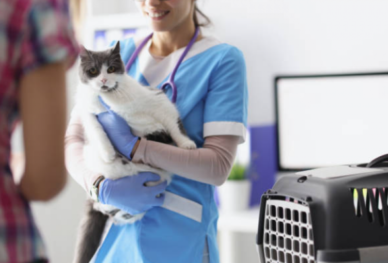 Clínica Especializada em Fisioterapia para Gatas Aeroporto - Fisioterapia para Gatos com Problemas Cardíacos
