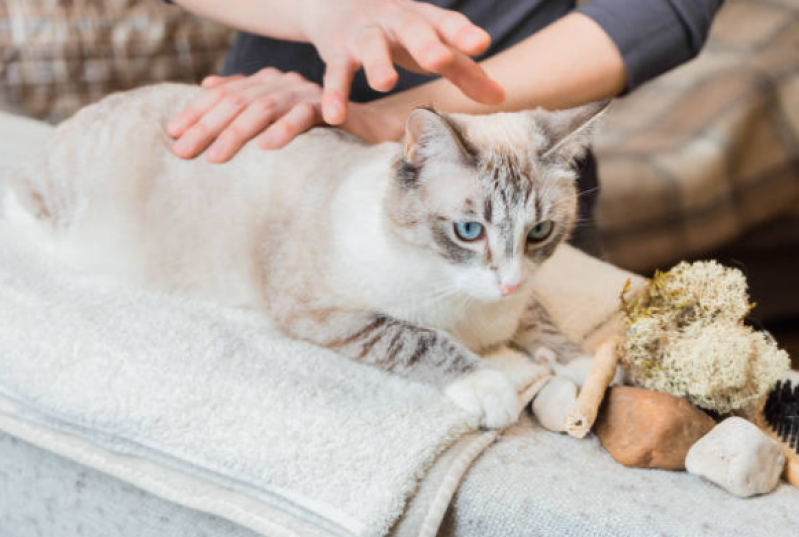 Clínica Especializada em Fisioterapia para Gato Paraplégico Caji -vida Nova - Fisioterapia para Gatos com Problemas Cardíacos