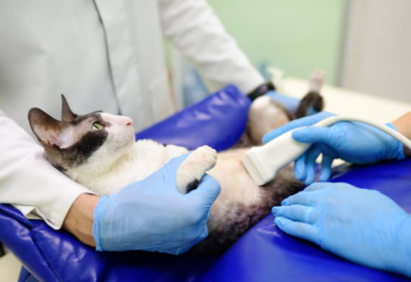 Clínica Especializada em Fisioterapia para Gatos com Problema Renal Novo Horizonte - Fisioterapia Gato
